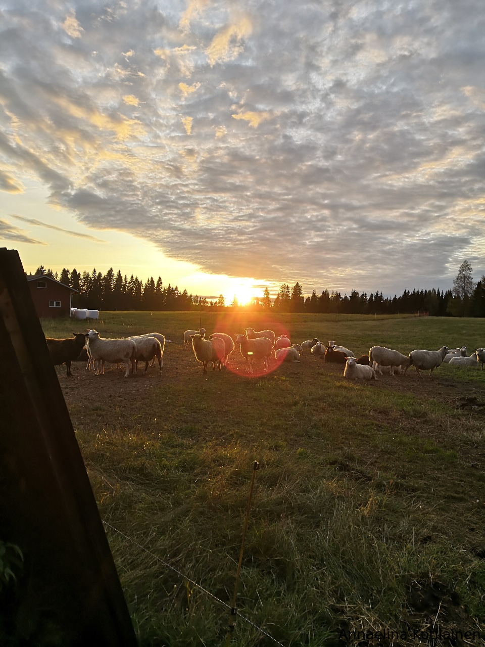 Lampaita niityllä auringonlaskussa